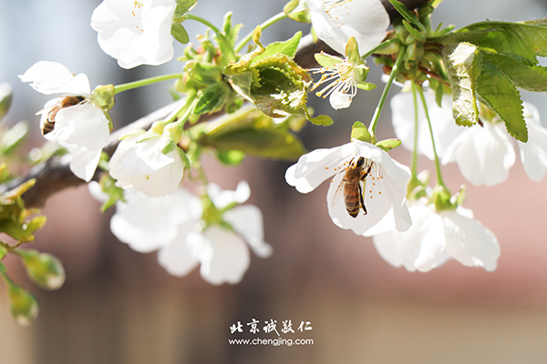 北京誠敬仁