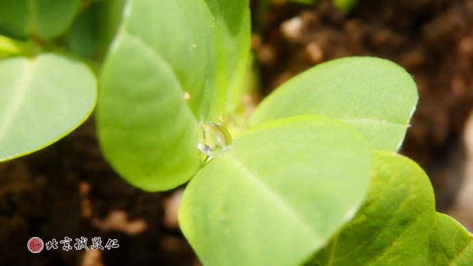 小小嫩芽含藏潔凈的凝珠，